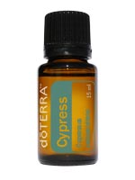 Cypress Essential Oil Cupressus sempervirens
